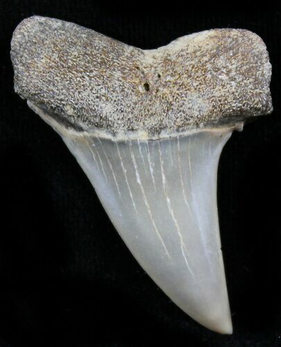 Sharp Fossil Mako Tooth - Calvert Cliffs, Maryland #26727